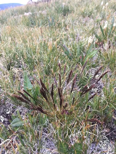 Smallflower Fescue — photo by Cecelia Alexander