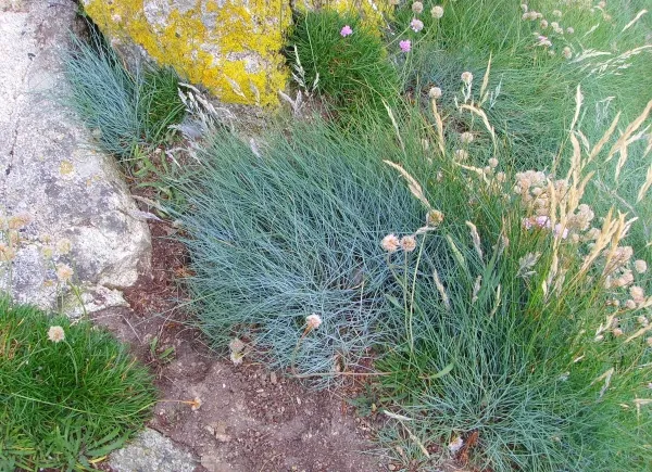 Red Fescue (subsp. pruinosa) — photo by user:Jymm