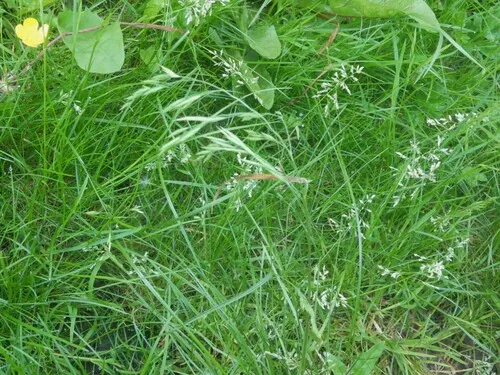 Red Fescue (subsp. secunda) — photo by pete_gateley