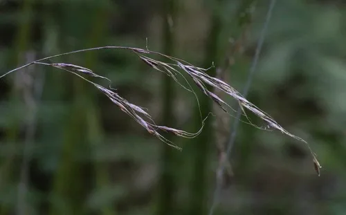 Crinkleawn Fescue — photo by Morgan Stickrod
