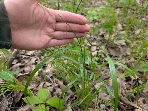Nodding Fescue