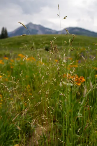 Thurber's Fescue — photo by danioutside