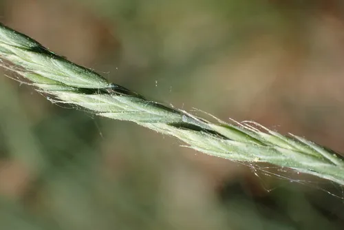 Volga Fescue — photo by Светлана Нестерова