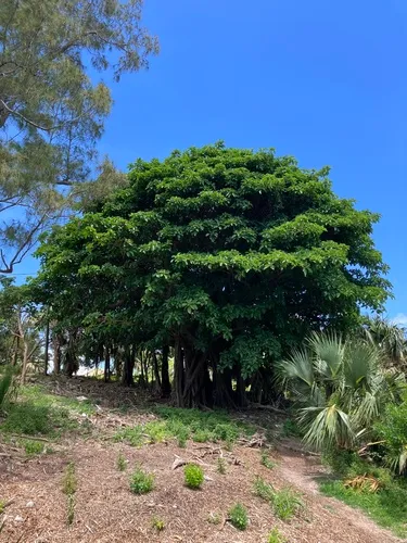 Indian Banyan — photo by monkeyjodey