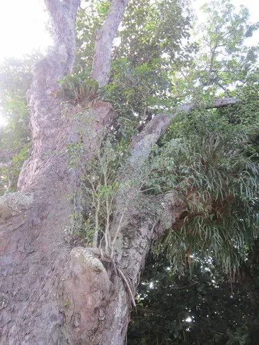 Weeping Fig — photo by Roy T Smalley