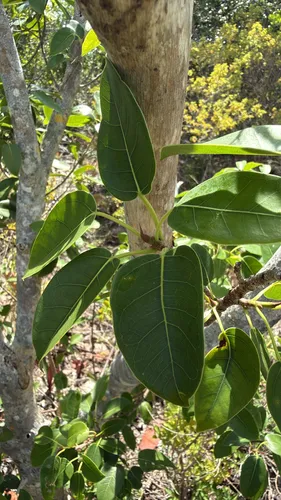 Wild Banyantree