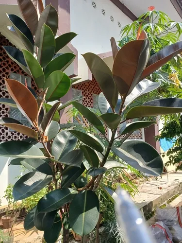 Indian Rubberplant — photo by Mahdalena Soleha