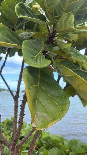 Fiddleleaf Fig — photo by josephrichardson