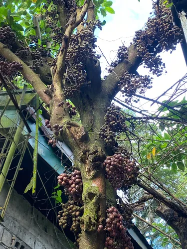 Tibig — photo by kalikasam