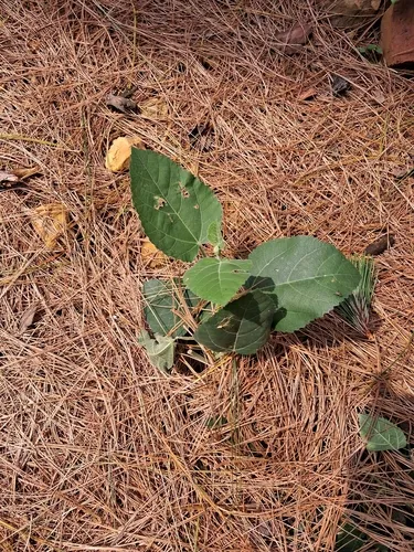 Punjab Fig — photo by Rishit