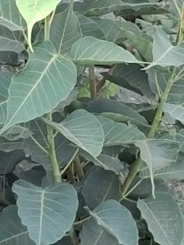 Peepul Tree — photo by Shilpa Gadgil