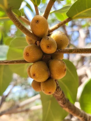 Fig — photo by Luke Smith
