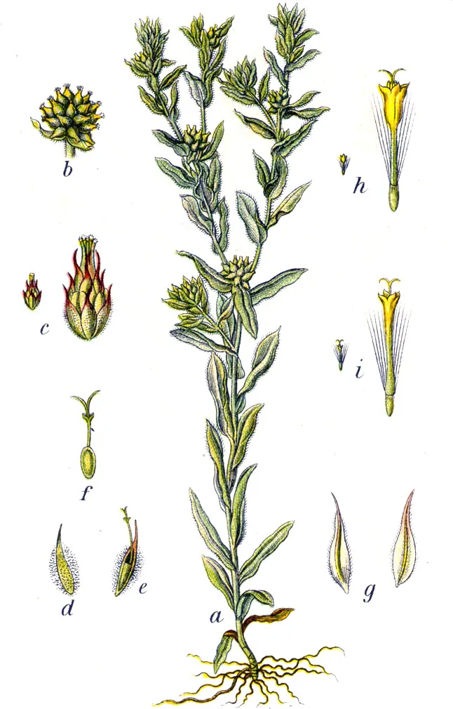 Common Cottonrose