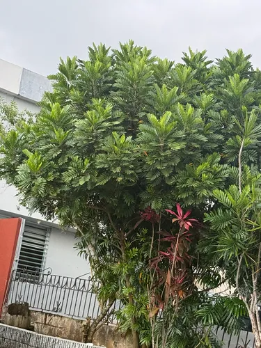 Ferntree — photo by jareniz