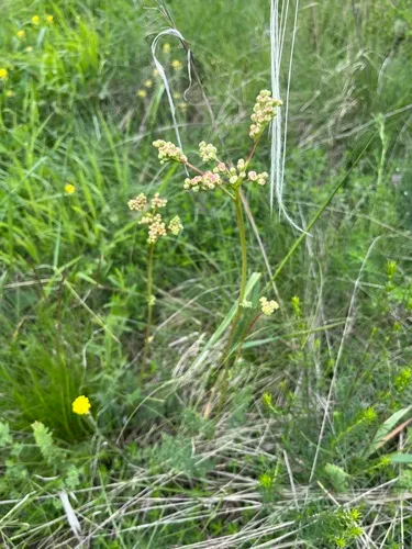 Dropwort