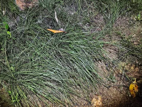 Fimbristylis spadicea