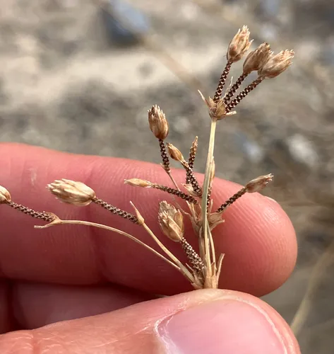 Hot Springs Fimbry — photo by Justyn Stahl