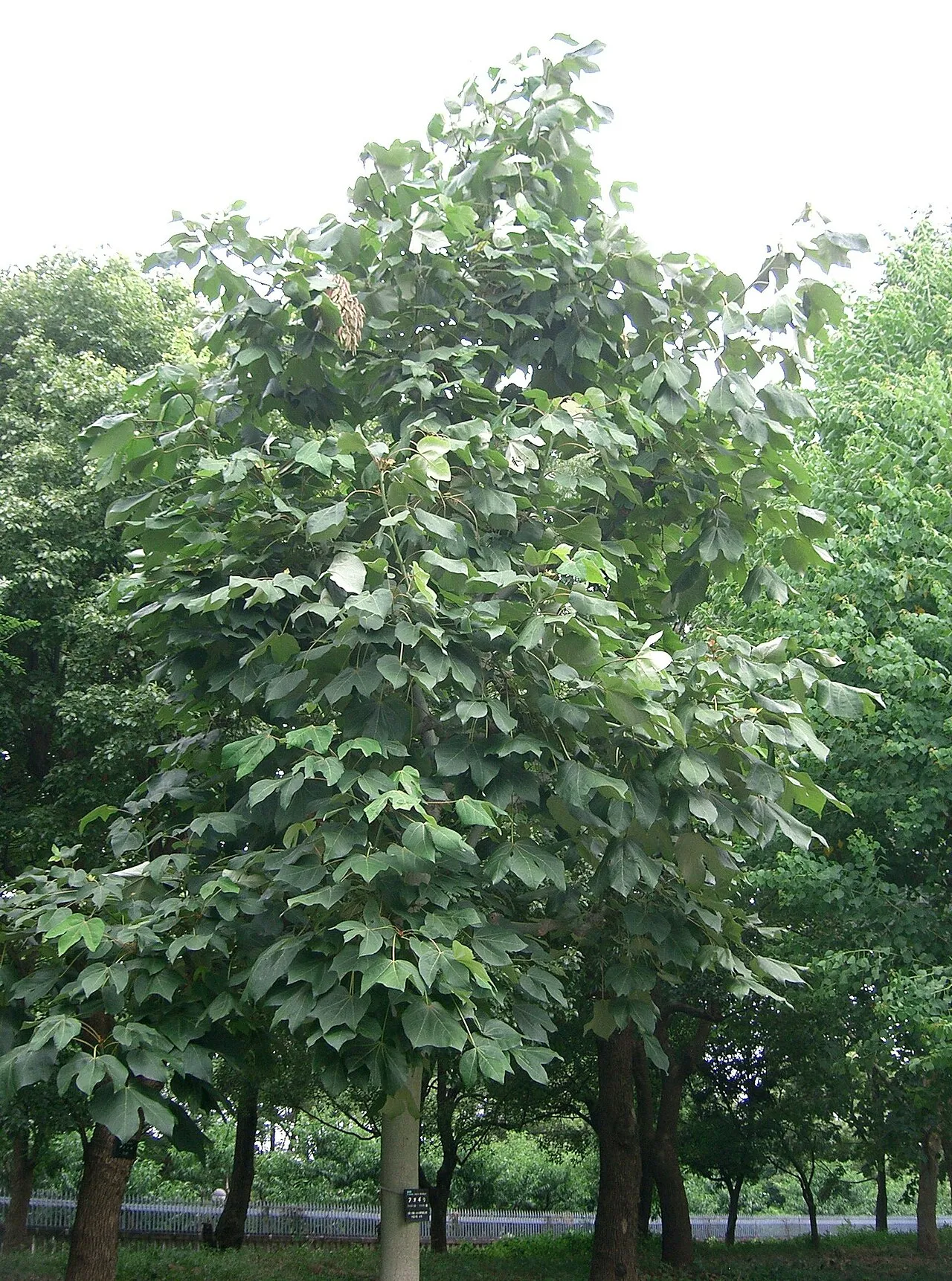 Chinese Parasoltree — photo by KENPEI