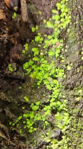 Bryoid Fissidens Moss — photo by midori246