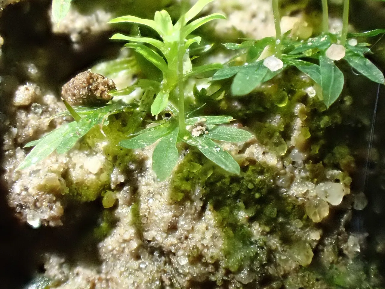 Fissidens Moss