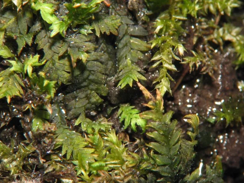 Fissidens Moss