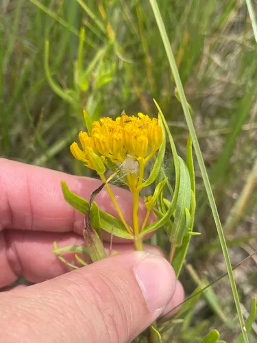 Brown's Yellowtops