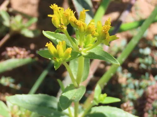 Alkali Yellowtops