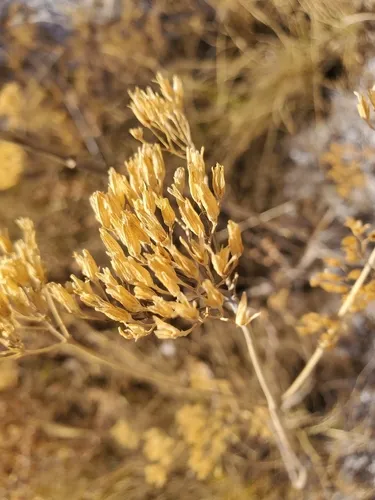 Clasping Yellowtops