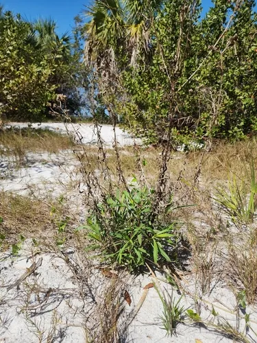 Florida Yellowtops