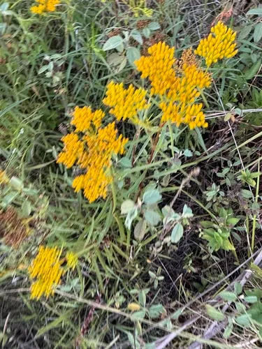 Narrowleaf Yellowtops — photo by larvalfishguy