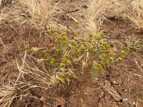 Clustered Yellowtops