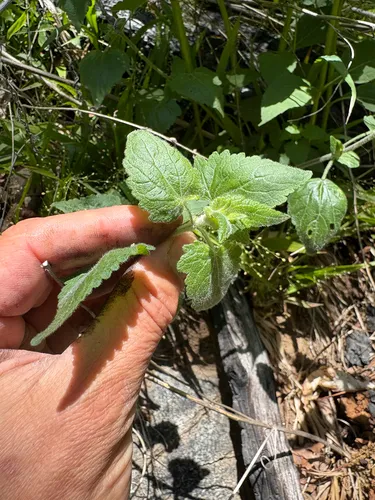 Pink Thoroughwort