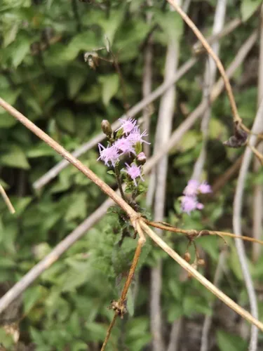 Lavender Thoroughwort