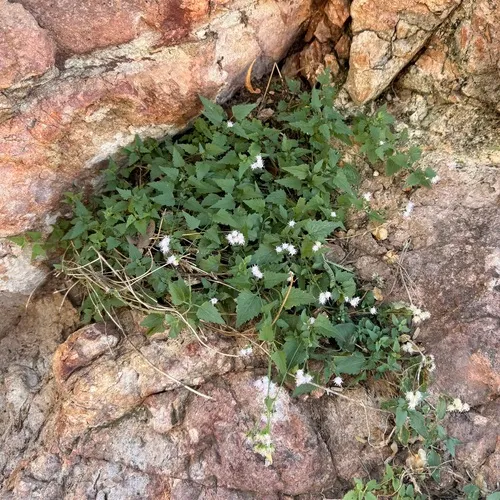 Sonoran Thoroughwort
