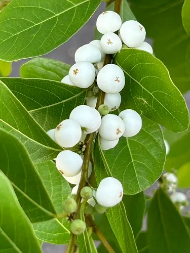 Common Bushweed — photo by shengfenglin