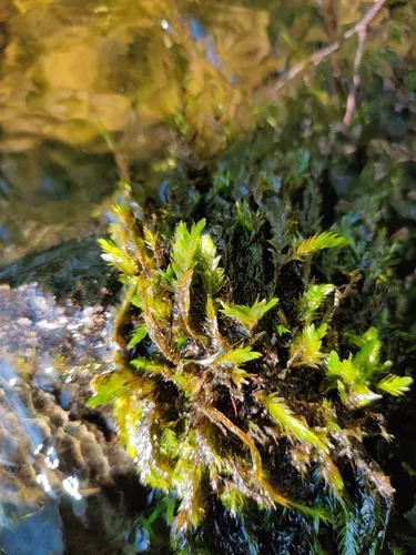 Antifever Fontinalis Moss