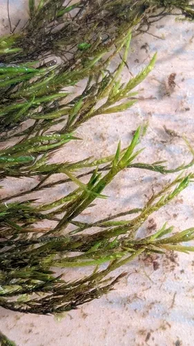 Fontinalis Moss