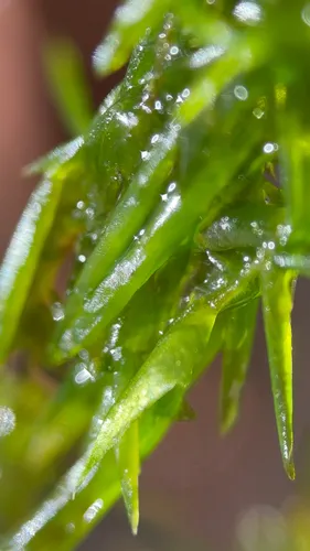 New England Fontinalis Moss