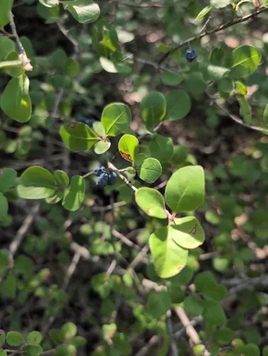 Stretchberry (var. pubescens) — photo by jimbobross