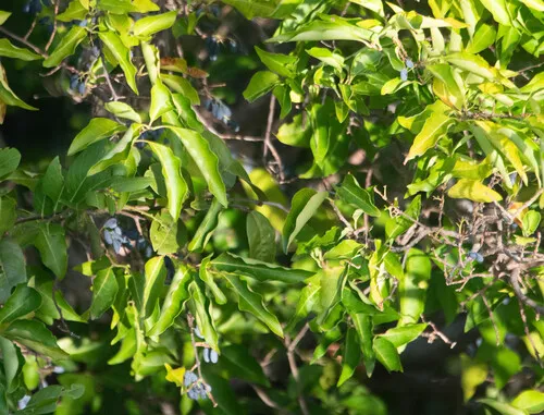 Caca Ravet