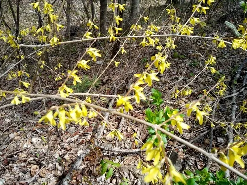 Early Forsythia