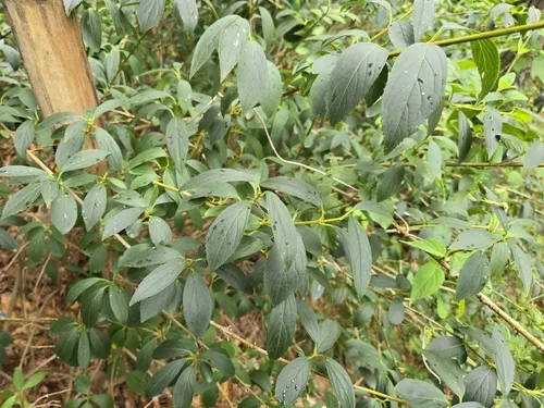 Greenstem Forsythia