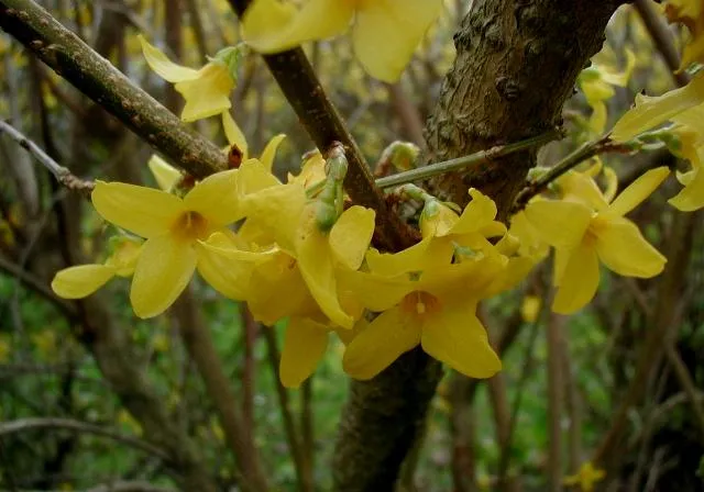 Showy Forsythia
