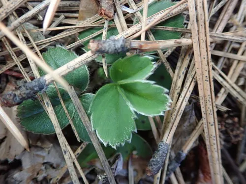 Cascades Strawberry