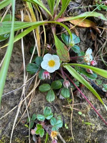 Beach Strawberry