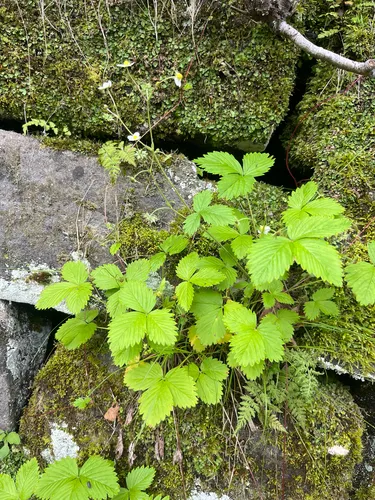 Woodland Strawberry