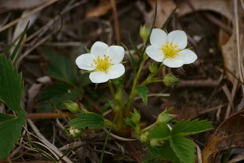 Virginia Strawberry — photo by psweet