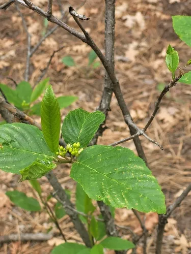 Beechleaf Frangula
