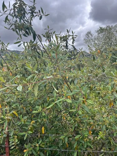 California Buckthorn