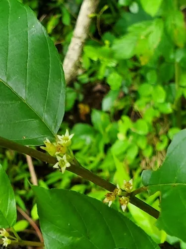 Carolina Buckthorn